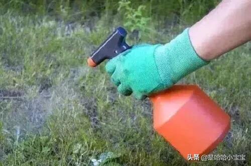 草坪除草方法,草坪除草方法及经验技巧