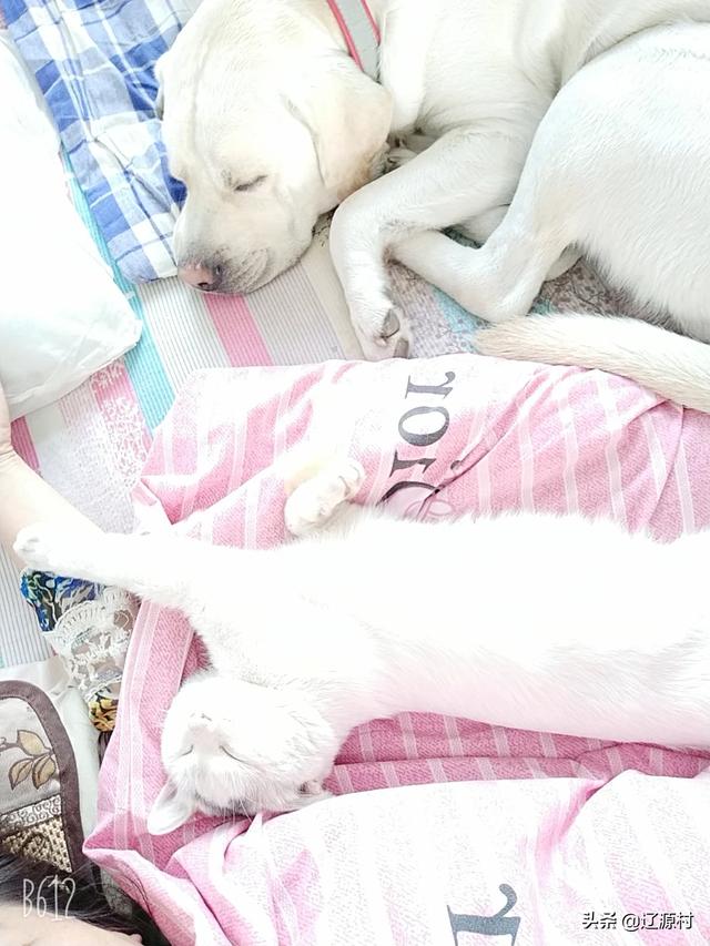 大家的狗狗都让上沙发和床吗,第2张