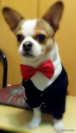 小型犬（吉娃娃类）吃鸡骨头行不行？回答请附理由。谢谢？
