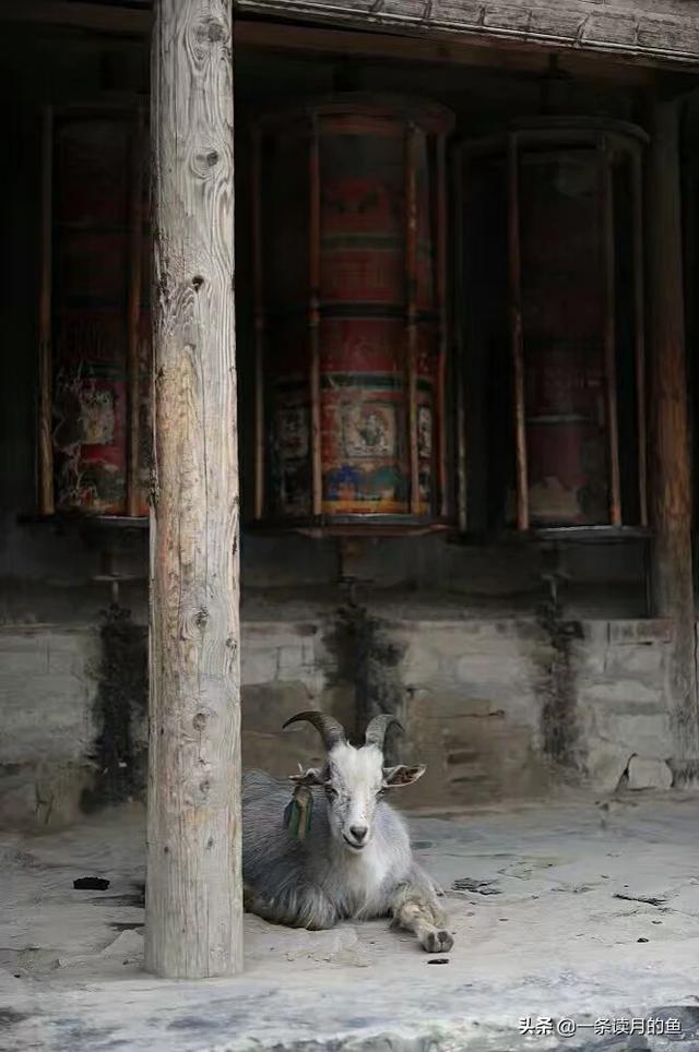 夏河拉卜楞寺旅游攻略，夏河拉卜楞寺景区