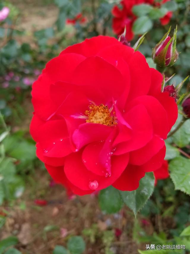 冬天新买月季花怎么养护和管理(图11)