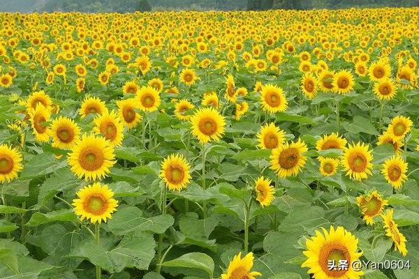 向日葵花语是什么意思 （向日葵花语是什么意思 寓意和象征）