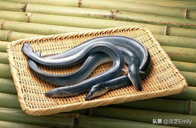 海魚圖片大全?海魚圖片大全及名稱!