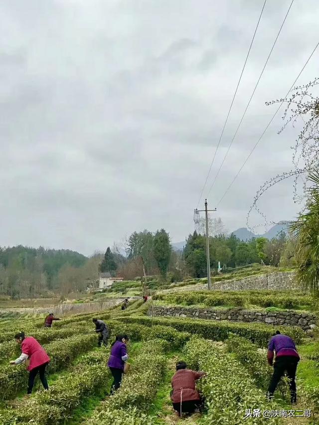 绿色鲜果电商老茶场合作社，绿色果园加盟电话