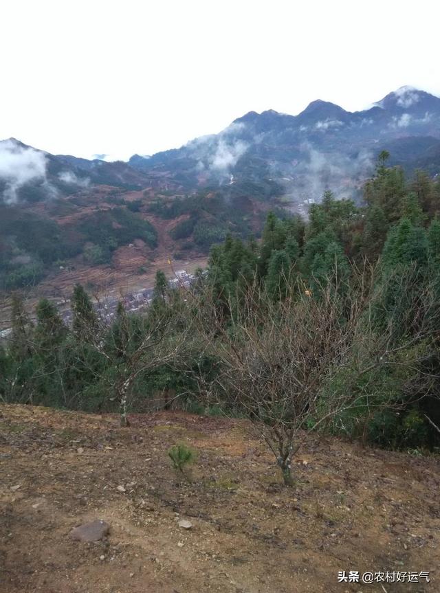 高山菜做法家常做法大全(图27)