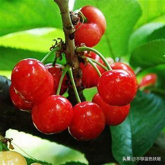 北方适合种植什么果园植物,北方适合种植什么果园植物呢