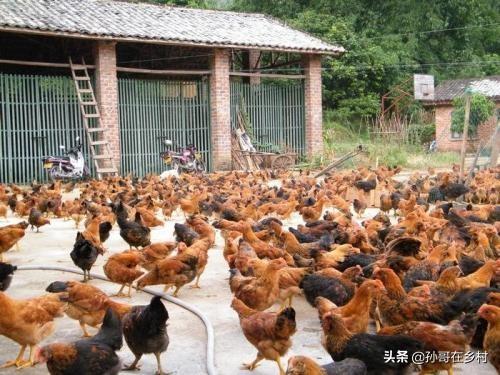 饲料中放什么能增加鸡肉风味-饲料中放什么能增加鸡肉风味呢