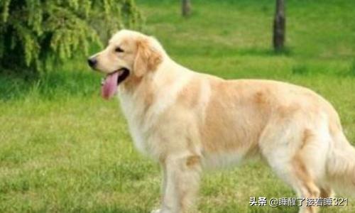 金毛犬饲养7大注意事项