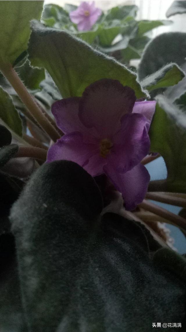 花园阳台阴面种植什么好,花园阳台阴面种植什么好呢