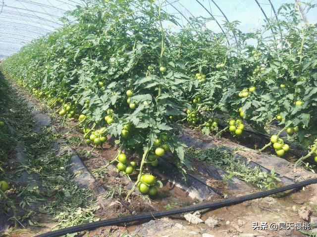 大棚蔬菜种植技术培训，大棚蔬菜种植技术培训学校