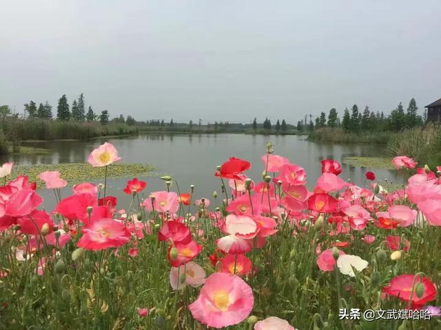 过年上海周边有哪些适合短途自驾游的地方？：上海短途旅游