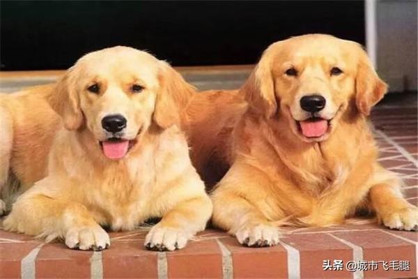 金毛犬饲养7大注意事项