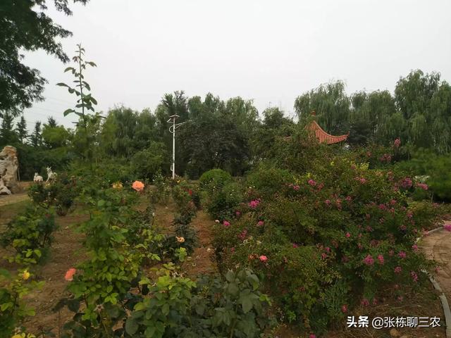 苗木花卉种类大全 种植图片