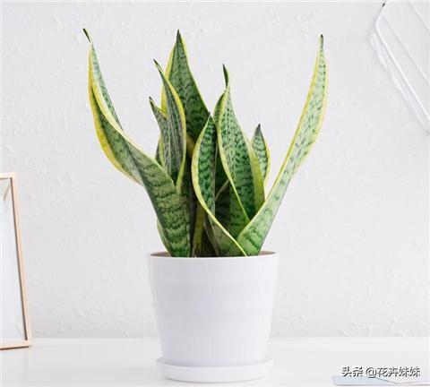 虎皮兰叶子枯萎，请问是怎么回事？可以挽救吗,第6张