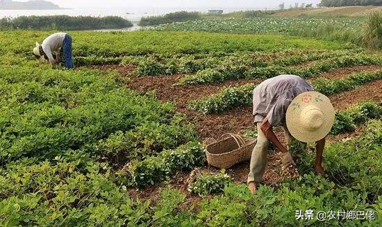 果园种植花生用什么肥料,果园种植花生用什么肥料最好