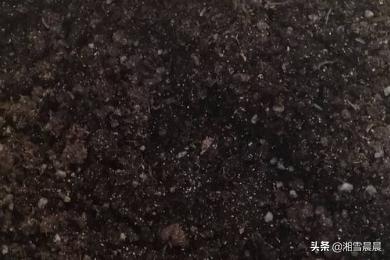 育苗营养土怎样配制使用 育苗基质土配方？