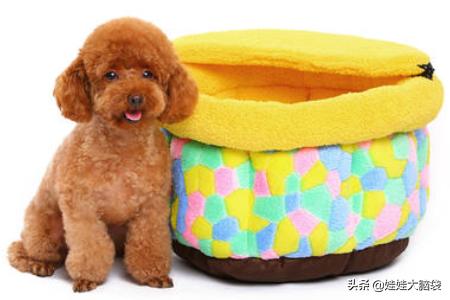 茶杯泰迪犬好养吗