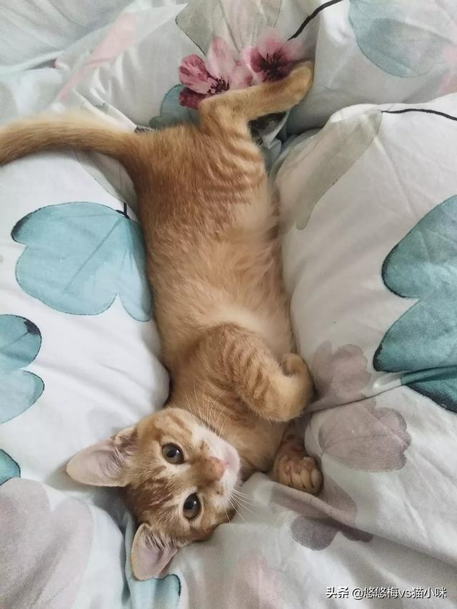 怎样训练猫咪不跳床,第3张