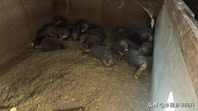 养殖什么投资最少赚钱 养殖什么投资小利润高？