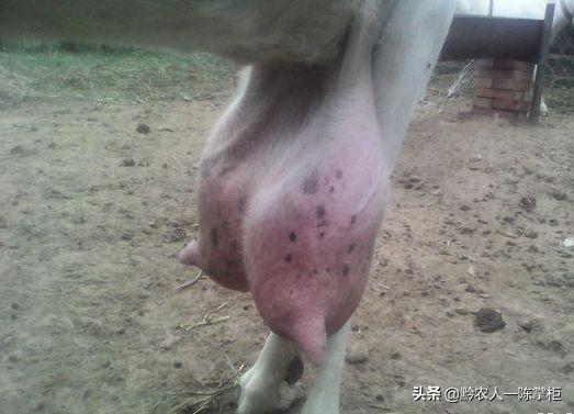 女性怀孕后多久长乳房(图6)
