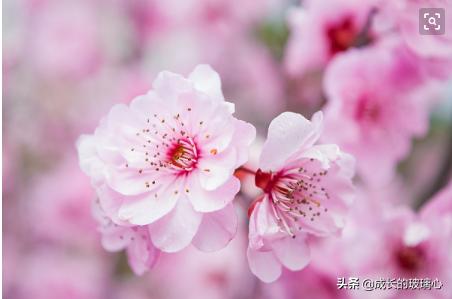 桃花像什么(桃花像什么形状)