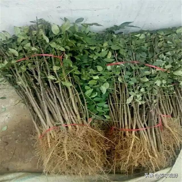 花椒种怎样种-花椒种怎样种直