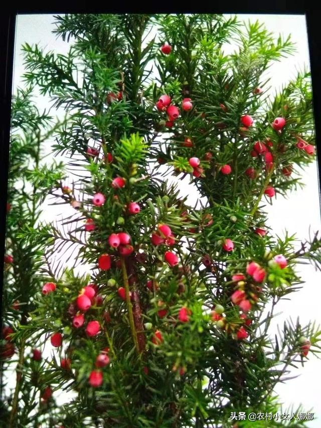 高山菜做法家常做法大全(图36)