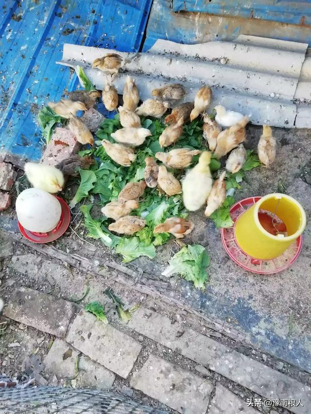 饲料中放什么能增加鸡肉风味-饲料中放什么能增加鸡肉风味呢