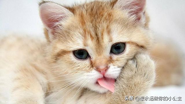 寵物人圖片?寵物人頭像!