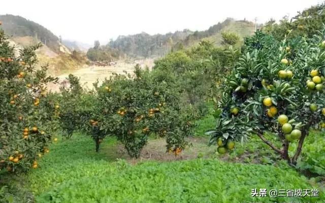 果园绿肥种植方法和技巧,果园绿肥种植方法和技巧视频