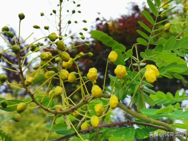 食谱小吃 饮食风俗大全