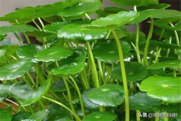 铜钱草如何搭配土壤好呢(图4)