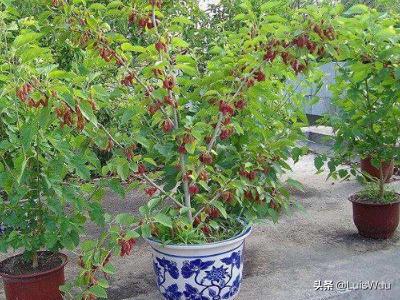 花园假山鱼池边种植树,花园假山鱼池边种植树好吗