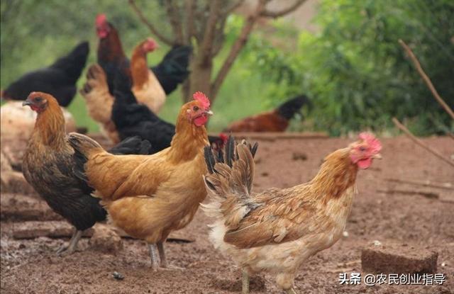 草鸡养殖-草鸡养殖场