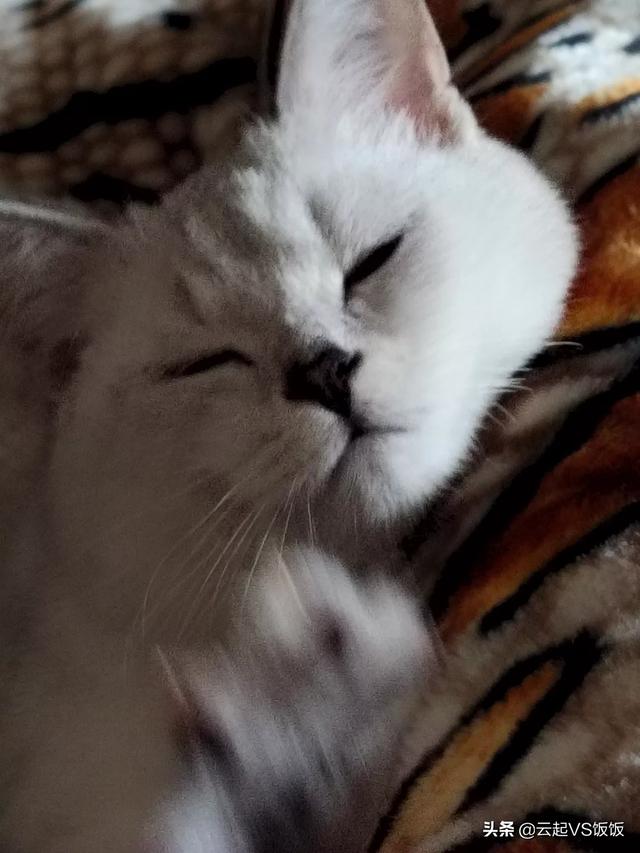 如果不喂猫粮，可以给猫猫做点什么吃