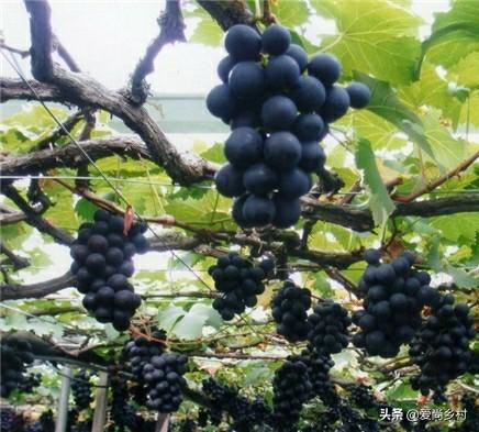 所有北方可以种植的水果(图2)