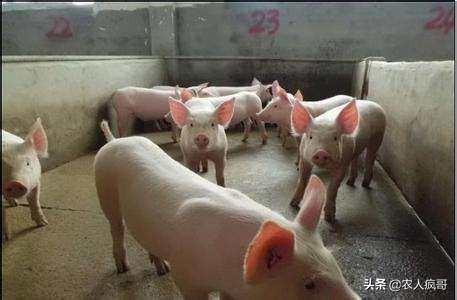 动物类饲料初加工 动植物饲料的不同？