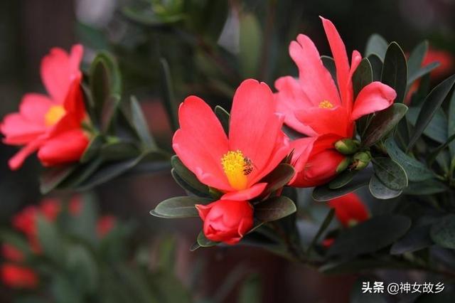 红山茶的寓意和花语（红山茶花花语及代表意义）