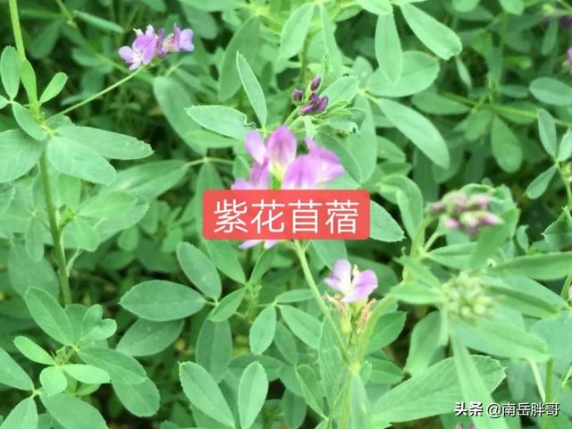 果岭草 （果岭草草坪优缺点）