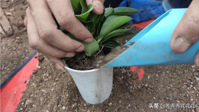 花卉养殖基地用什么肥-花卉养殖基地用什么肥料最好