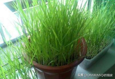 猫爱吃什么草？