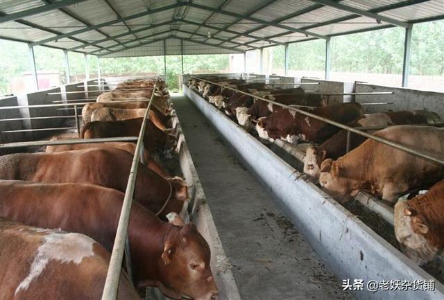 10头牛舍建造图解视频 养牛怎么建造牛舍？