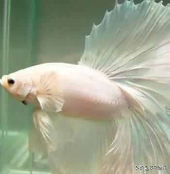 寵物魚種類?寵物魚種類圖片大全和名字!