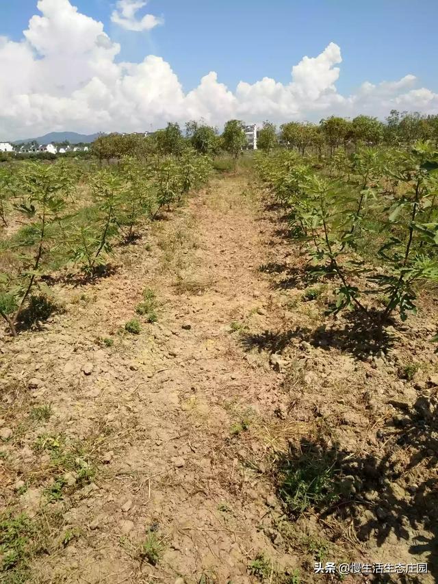 无花果种植时间和方法，无花果种植时间和方法种