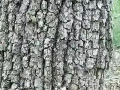 蛇图片视频_蛇图片大图