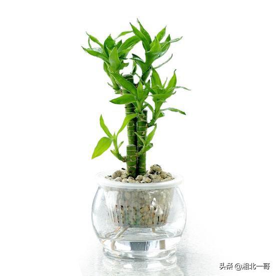 富贵竹怎么养才好? 富贵竹怎么养才好看才漂亮!