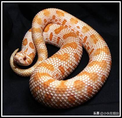 新手养蛇都需要准备什么？哪些种类的蛇适合新手饲养,第1张