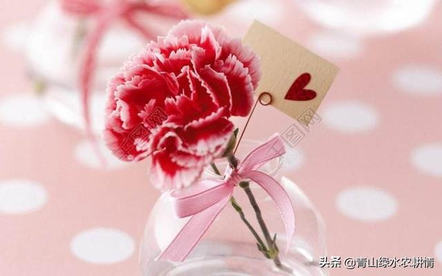 康乃馨图片高清图片（康乃馨图片大全大图 手机壁纸）