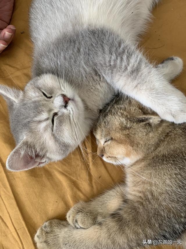 小猫换了环境两天了不吃不喝怎么办呢,第3张