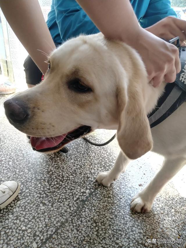 狗狗发情期过了还可以配狗么